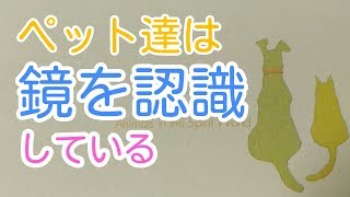 ﾍﾟｯﾄ達は鏡を認識している。飼い主等特定の存在があると認識し易いのではないか？