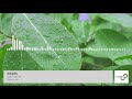 Mazzik Don T Leave Original Mix Progressive Trance 