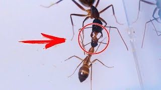 КАК РОЖДАЮТСЯ МУРАВЬИ УБИЙЦЫ? УНИКАЛЬНЫЕ КАДРЫ! КАК РОЖДАЮТСЯ МУРАВЬИ УБИЙЦЫ? УНИКАЛЬНЫЕ КАДРЫ!