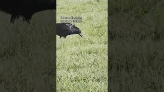 The Crow Whisperer: 5 Crucial Mistakes to Avoid When Befriending Crows #shorts #crow #corvids