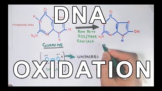 DNA Oxidation | DNA Damage by ROS