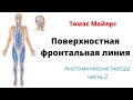 Поверхностная фронтальная линия по Томасу Майерсу. Мышцы и фасции. Анатомические поезда 2.