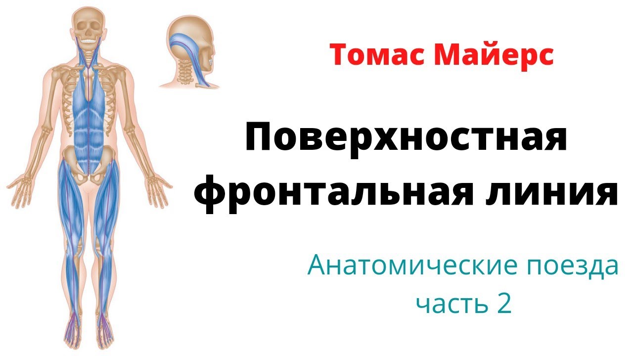 Поверхностная фронтальная линия по Томасу Майерсу. Мышцы и фасции ...