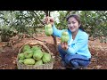 Pick white guava in my village / Chicken soup cooking / Cooking with Sreypov