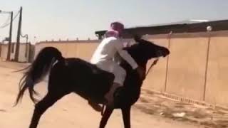 الخيل من خياله تسارع الخيل الاصيل اسرع حصان في العالم 