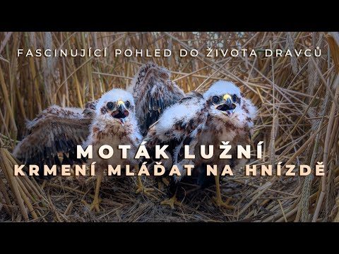 Moták lužní – krmení mláďat na hnízdě | Fascinující pohled do života dravců