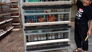 Kandang Ayam Sehat (Petelur) BJ Centre, 3 tingkat knock down