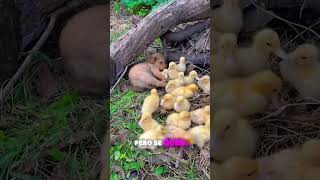 ¡Cuando el guardián se duerme, los patitos toman el control! 🐶🦆😂 #BebésTiernos #shorts #naturaleza screenshot 4