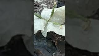 tur suresi 2 kısım