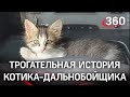 Кот-дальнобойщик покорил сеть: бездомного Мэрсика спас водитель, но настало время прощаться