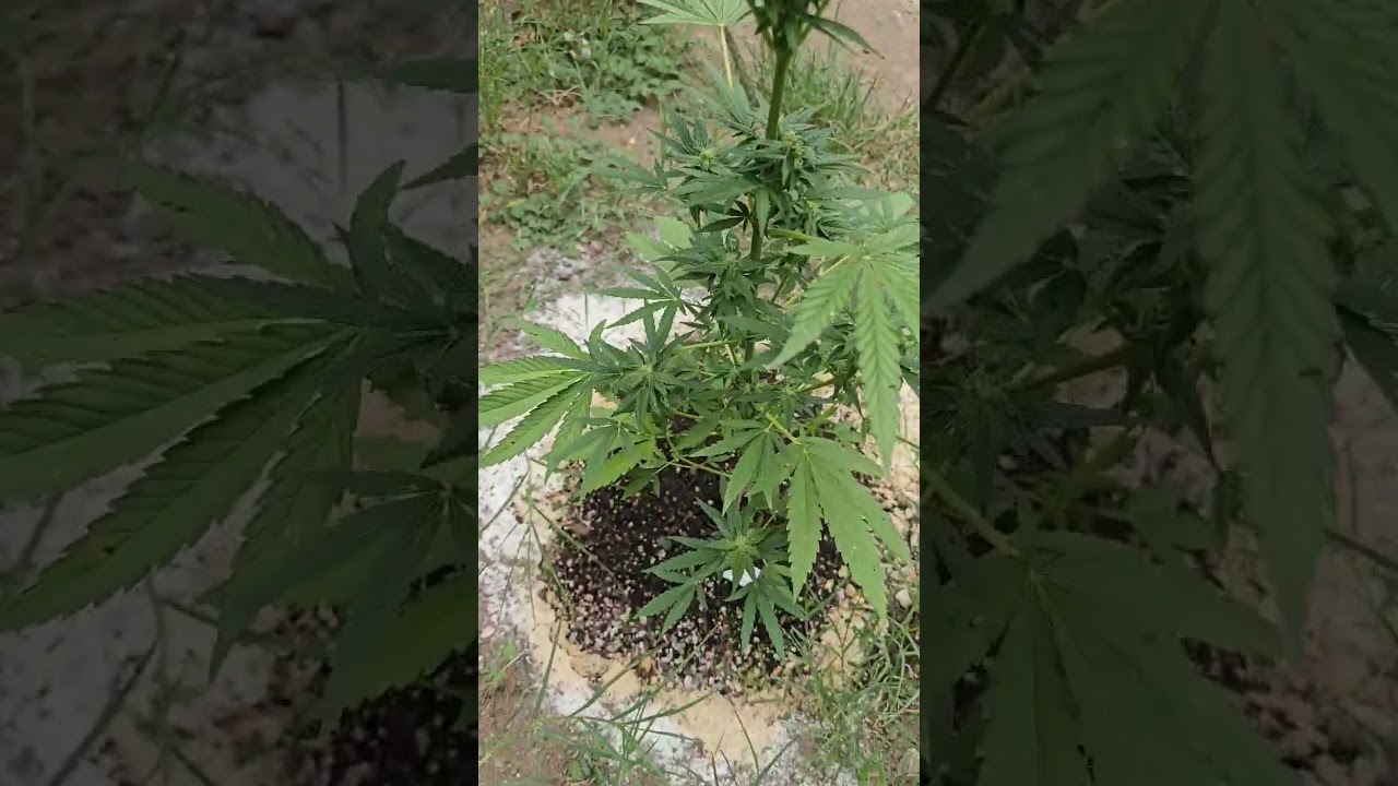 Transplanting cannabis during flower
