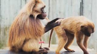 Monkey loving monkey 2 monkey mating # shorts