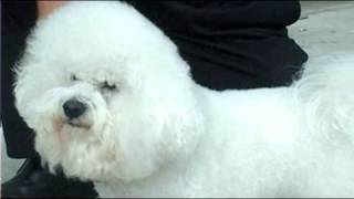 How to Groom a Bichon Frise