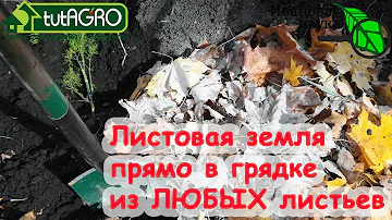 Вместо НАВОЗА! ДЕЛАЕМ ЛИСТОВУЮ ЗЕМЛЮ САМЫМ ПРОСТЫМ СПОСОБОМ! Даже больные листья ГОДЯТСЯ.
