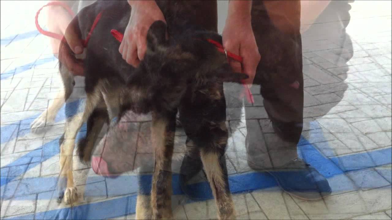 Demodectic Mange--Natural Treatments? - German Shepherd ...