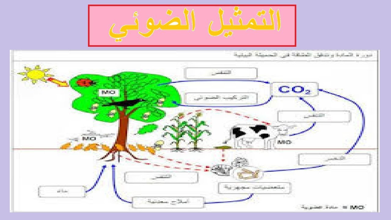 التمثيل الضوئي / العلوم البيئية / صف ثاني عشر / مناهج سلطنة عمان / كامبريدج / استاذ محمد صالح