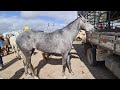 FEIRA DE CAVALOS DE CARUARU PE TERÇA FEIRA 31/08/2021