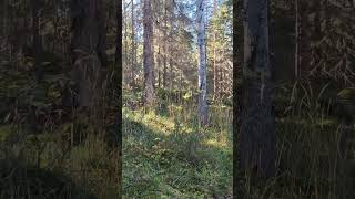 POV: Walking in Sweden 🇸🇪 #nature #sweden #explore #hike #sun #scandinavia #walking #outdoors