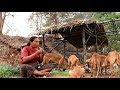 survival in the rainforest - woman cook pork for dog & build home of bamboo - Eating delicious HD