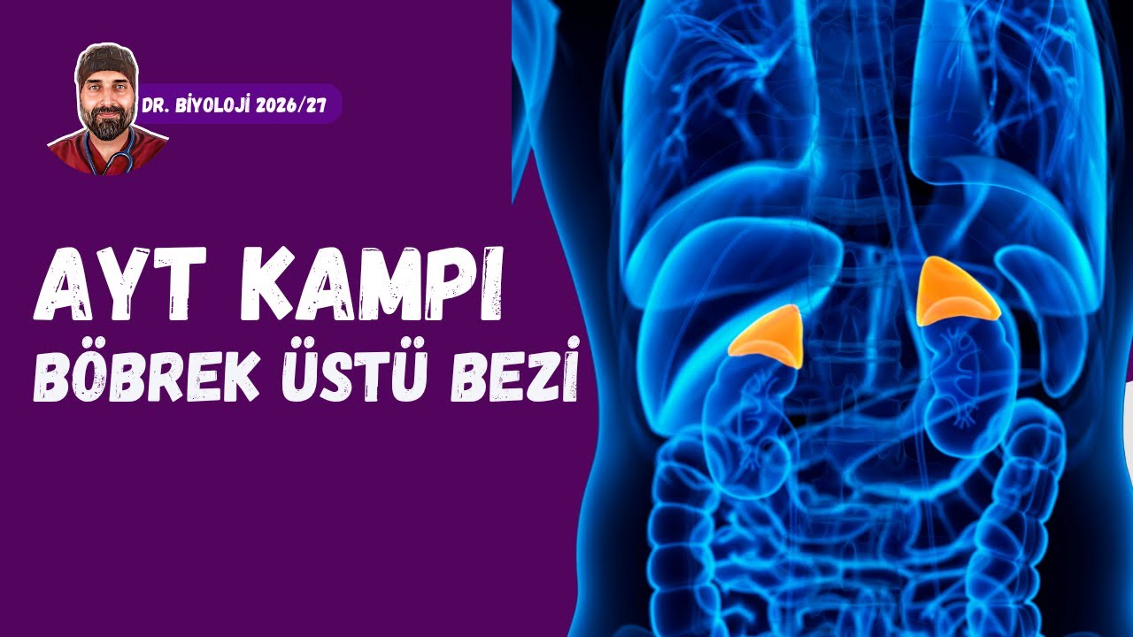 Endokrin Sistem Böbrek Üstü Bezi | Dr. Biyoloji | AYT Dönem 2026 - 2027