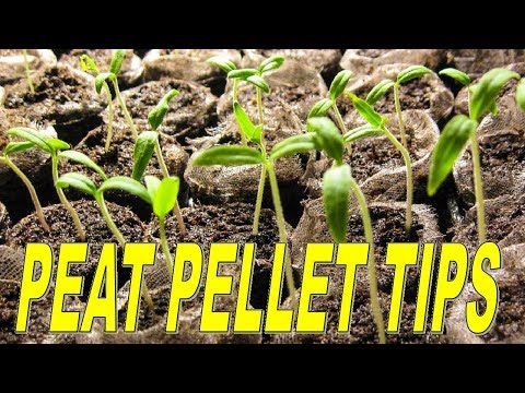 Video: How to use a peat tablet? Which peat tablets are best? Growing seedlings in peat tablets
