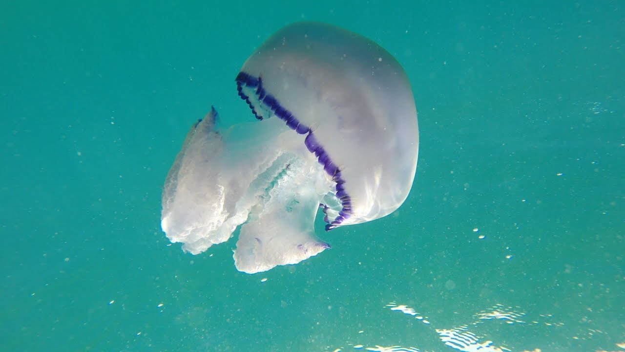 Quallen (Wurzelmundquallen) - Nahaufnahmen, Unterwasseraufnahmen