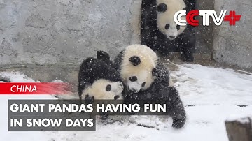 Giant Pandas Having Fun in Snow Days