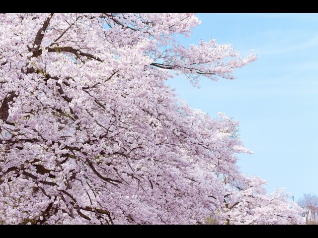 Sakura いきものがかり Ikimonogakari カヴァー Youtube
