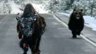 Bear vs Bull fight for survival | Bear hunting Buffalo