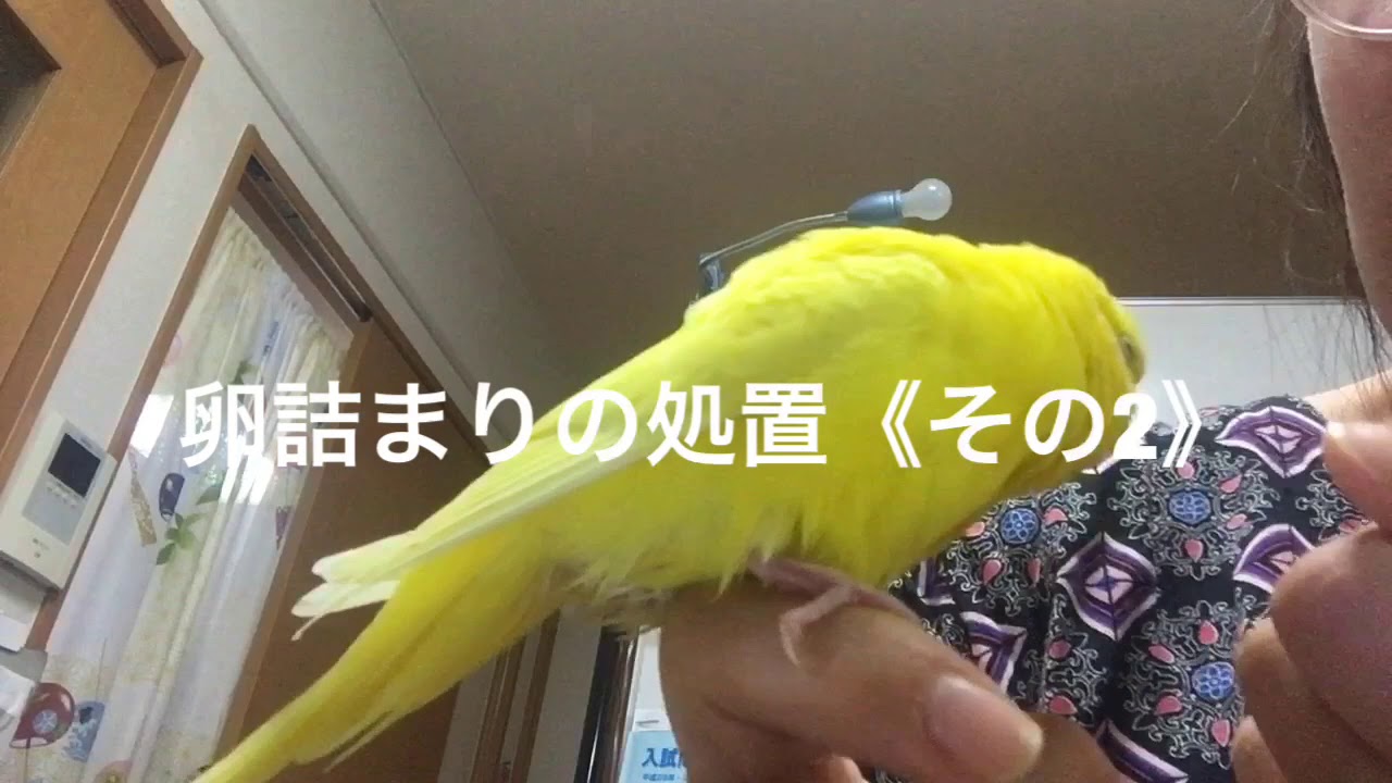 セキセイインコの卵詰まりの応急処置(その2)