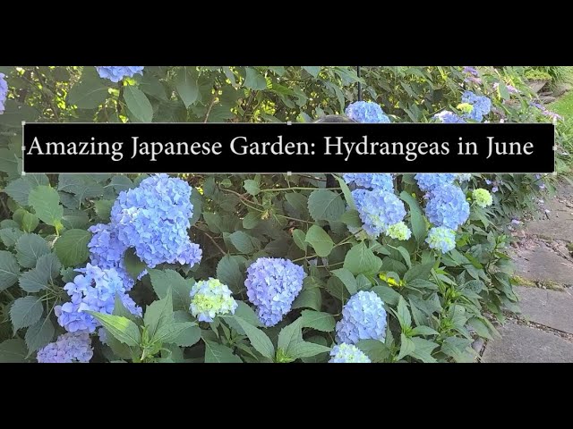 Amazing Japanese Garden: Hydrangeas in June - YouTube