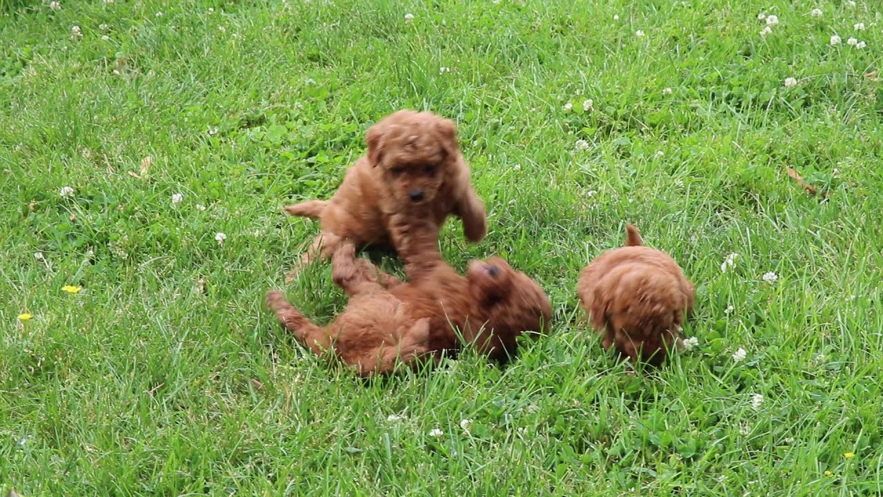 Toy Goldendoodle Puppies For Sale - YouTube