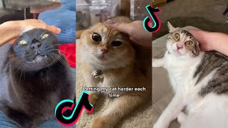 pet your cat more aggressively each time tiktok compilation | gah damn sound meme