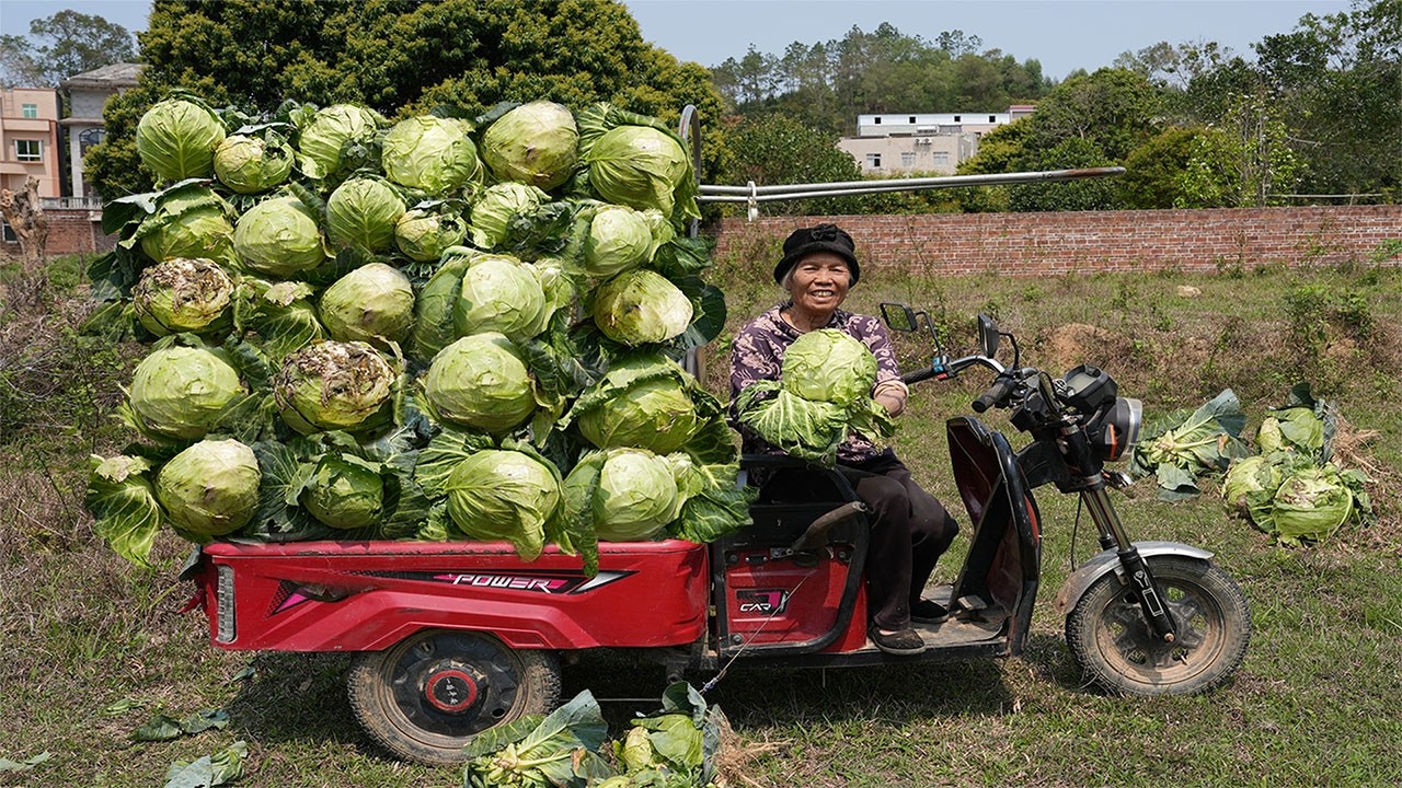 Amazing stuffed cabbage, grandma used to make traditional food 包菜大豐收，阿婆拉回一車醃泡菜，酸辣爽口，送粥美味｜玉林阿婆