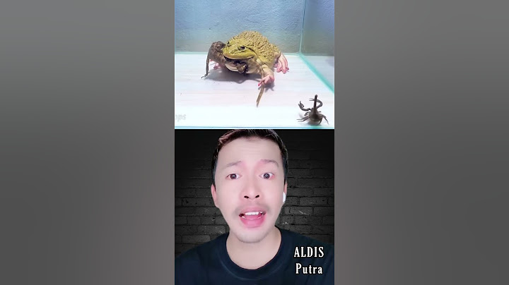 PERTARUNGAN KODOK BAGONG ASIA MELAWAN BUNGLON DAN KALAJENGKING, Siapa yang menang⁉️| ALDIS #shorts
