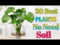 20 Best Plants don
