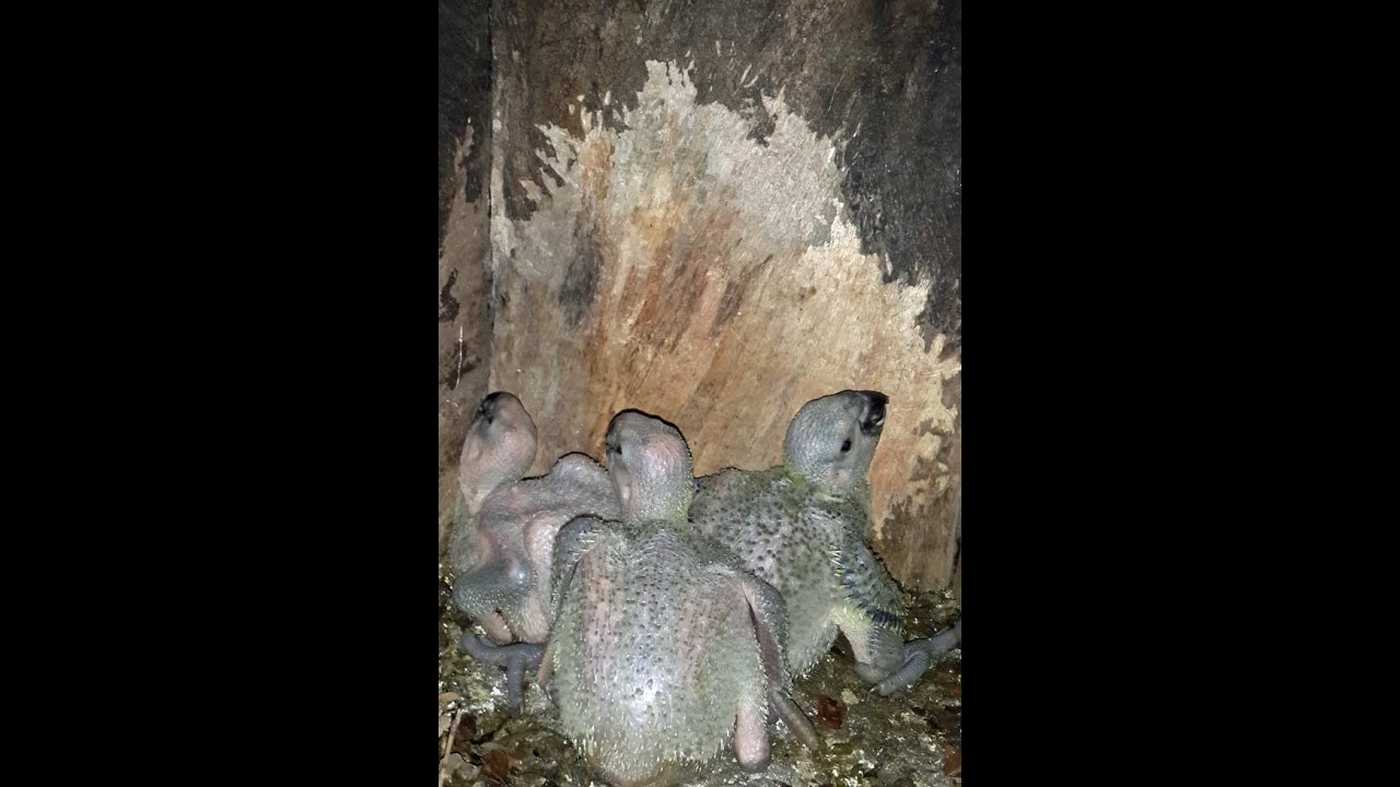Yellow-naped Amazon Chicks Raised in Artificial Nest Box 