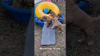 Mornings in the play yard. Five week old Australian Labradoodles. #shorts #australianlabradoodle