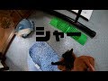 【保護猫ゴロー】シャワー後にシャーされる