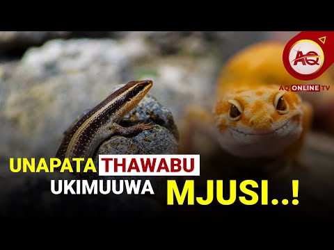 Video: Je, mjusi ni hatari kwa binadamu?