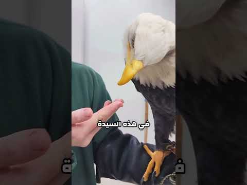 نسر يرد الجميل لسيدة انقذته