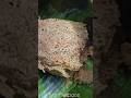 #biriyani #viral #reels #food #youtubeshorts #explore #fyp