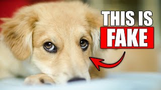 Celebrity The Shocking Way Your Dog MANIPULATES You Profile