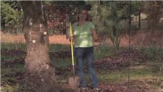 Gardening Tips : How to Care for a Bearded Iris