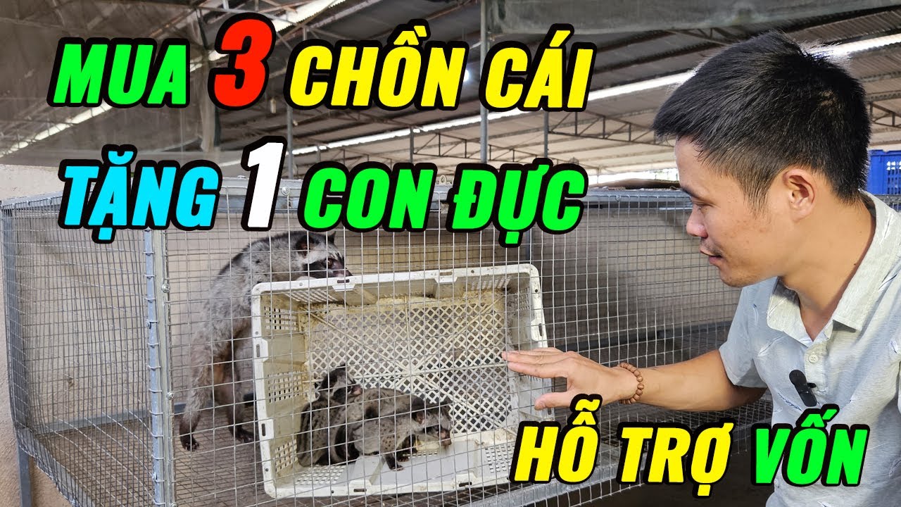 Trại Giống Chồn Hương Đồng Nai Chia Sẻ Giá Bán Chồn Hương Giống, Kỹ Thuật Chăn Nuôi và Lợi Nhuận