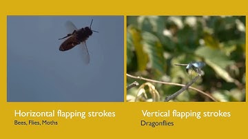 Flapping Wing Aerial Robots Overview