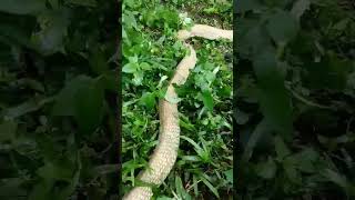 tiba tiba king cobra golden guntur kabur dari sarang nya..!! #kingcobra #ular #mandapetulang #snake