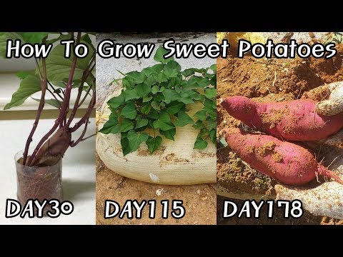 How To Grow Sweet Potatoes2