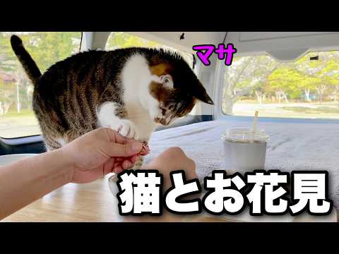 Enjoy cherry blossom viewing with cats using the best 4K