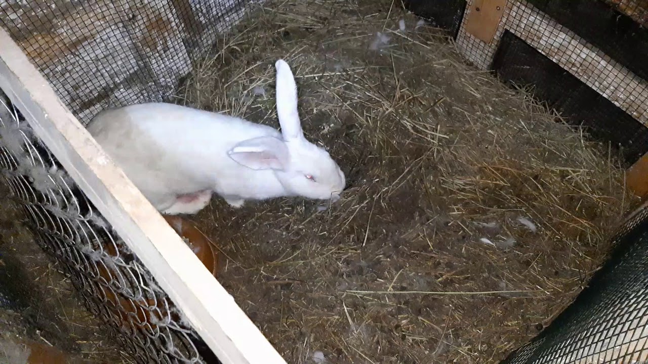 Iepuroaica Alba, de hycole francez, a puit în vizuină. Experiment cerut de abonați